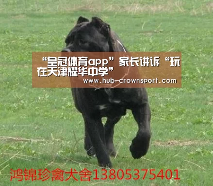 皇冠体育app